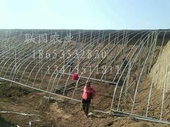 【土建溫室大棚建設_土建溫室大棚設計_土建溫室大棚承建】土建溫室大棚建設_土建溫室大棚設計_土建溫室大棚承建批發(fā)價格,廠家,圖片,淄博聯(lián)國農業(yè)發(fā)展 -